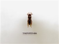 藏品(威氏虎頭蜂)的圖片